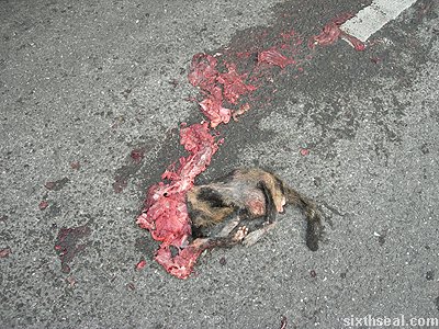 feline roadkill splatter