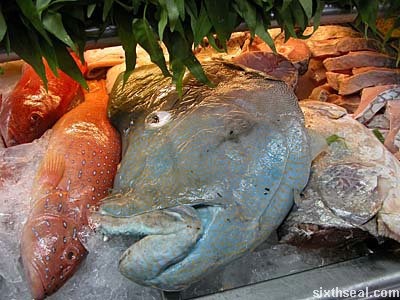 abc giant fishhead