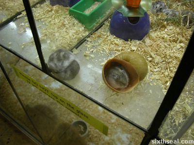 cute midget hamsters