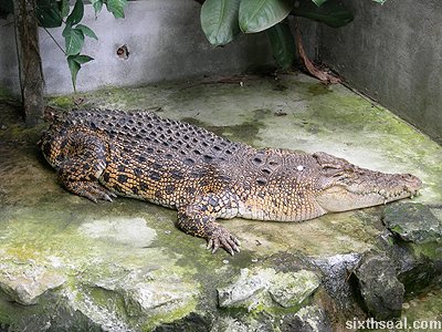 tailless crocodile
