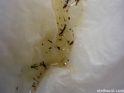 copenhagen spit
