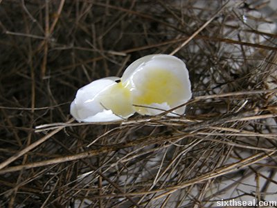 bird egg broken