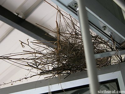 bird nest window