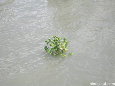 sempadi drowning bush