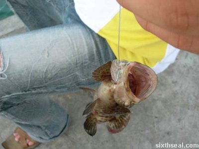 sempadi first catch