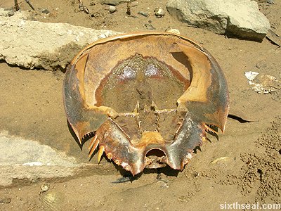 sempadi king crab