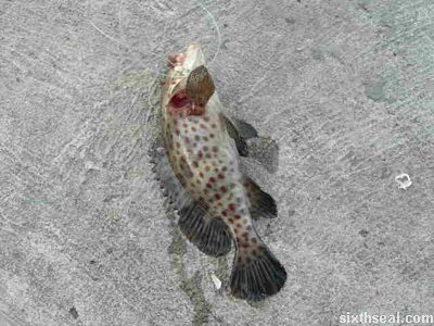 sempadi red spotted fish