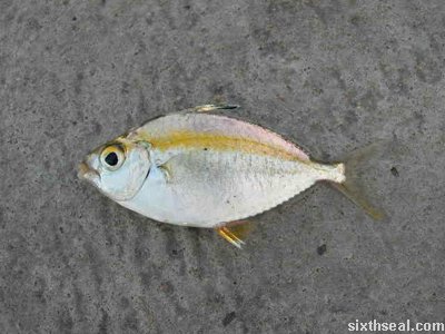 sempadi snapper