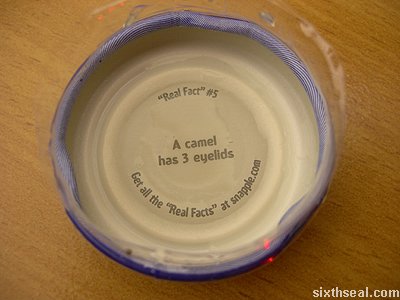 snapple camel