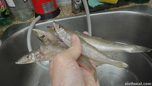 silver whiting