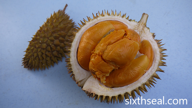 Durian Ochee